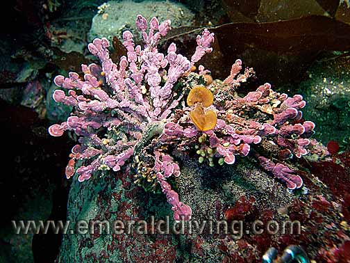 Bead Coralline Algae