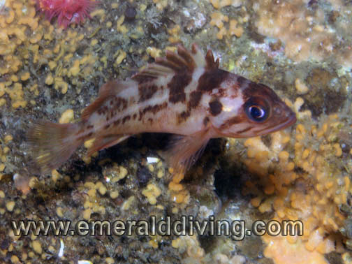 Copper Rockfish Junvenile