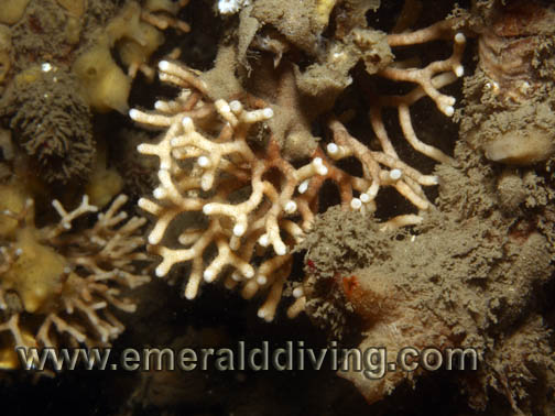 Delicate Staghorn Bryozoan