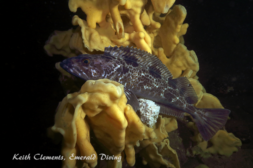 Lingcod, Gedney Bar, Puget Sound WA