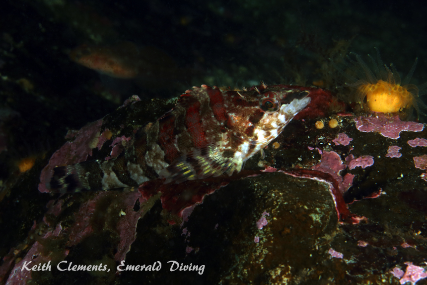 Painted Greenling, Barkley Sound BC
