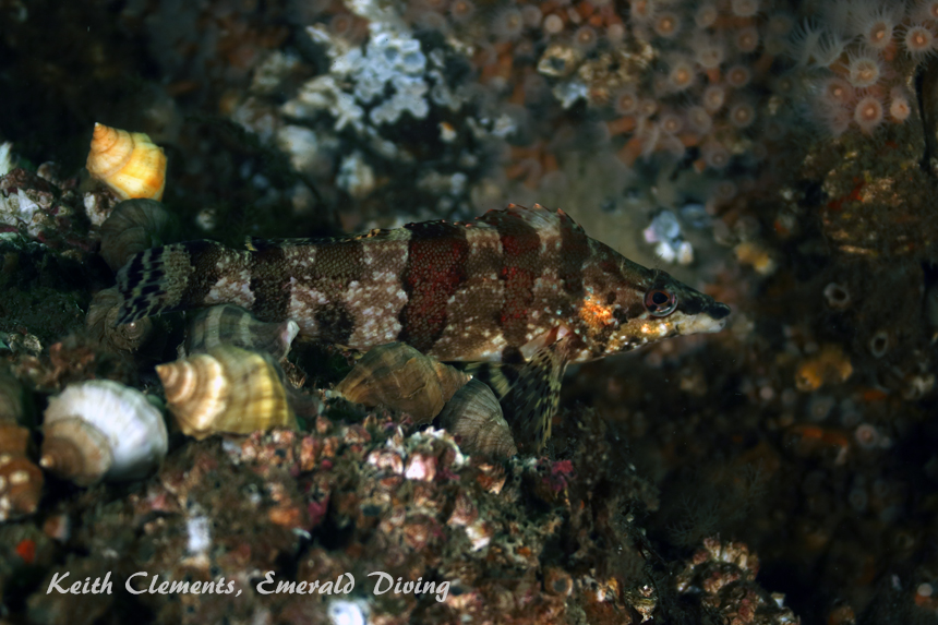 Painted Greenling, Blakely Rock, Puget Sound WA