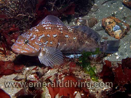 Kelp Greenling - male
