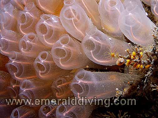 Lightbulb Tunicate