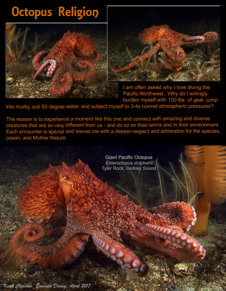 Octopus_Religion