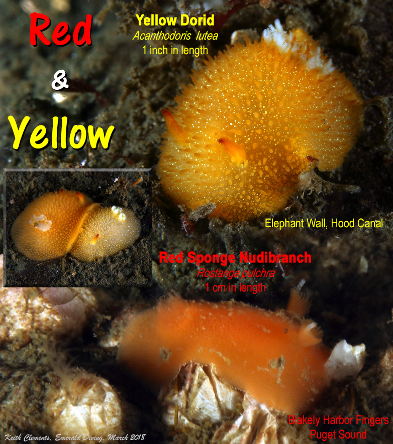 Red_And_Yellow