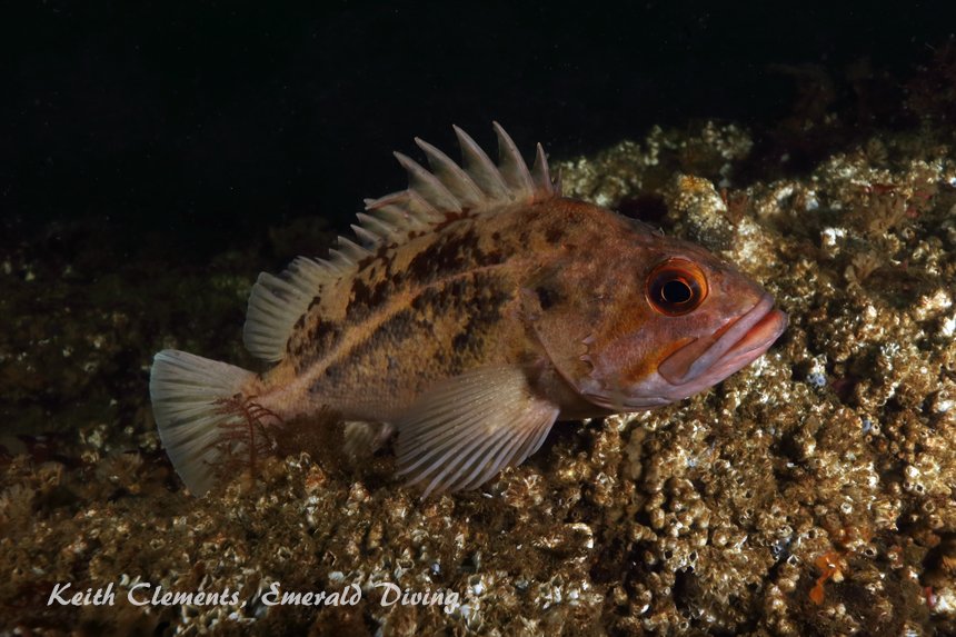 wolf eel venomous