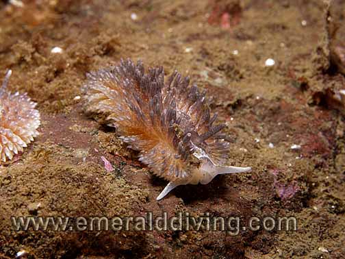 Shaggy Mouse Nudibranch