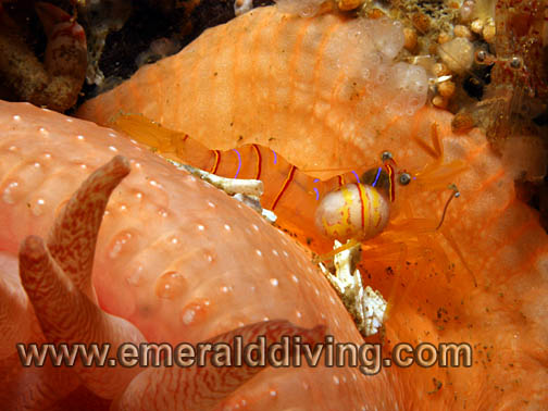 Shrimp Parasitic Isopod