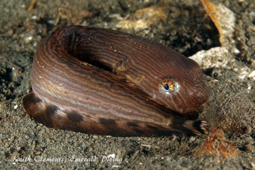 snail fish