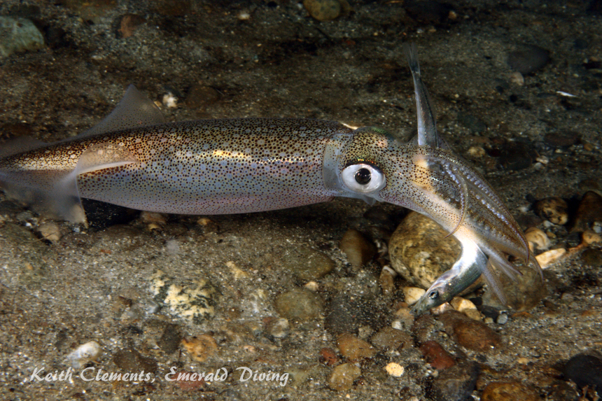 Opalescent Squid, Three Tree Point, Puget Sound WA