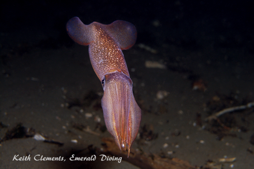 Opalescent Squid, Three Tree Point, Puget Sound WA