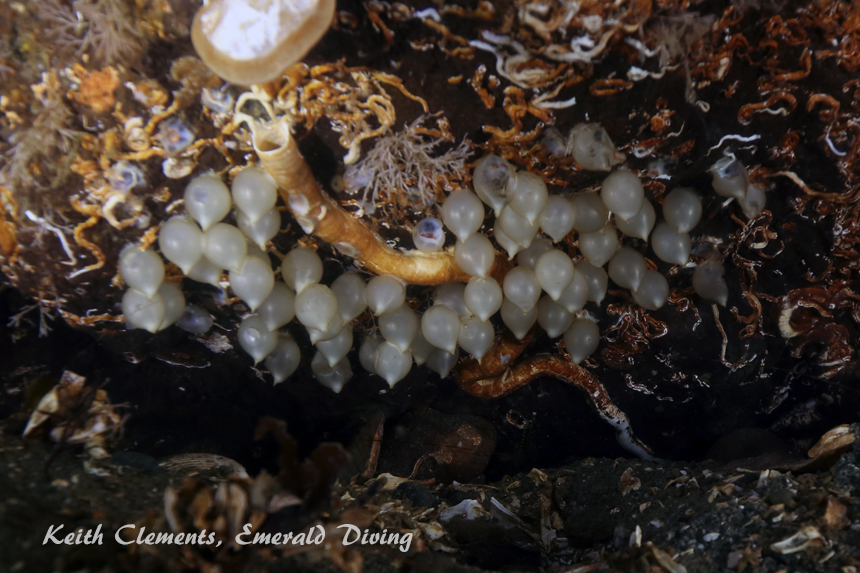 Stubby Squid Eggs KVI Tower Reef, Puget Sound WA
