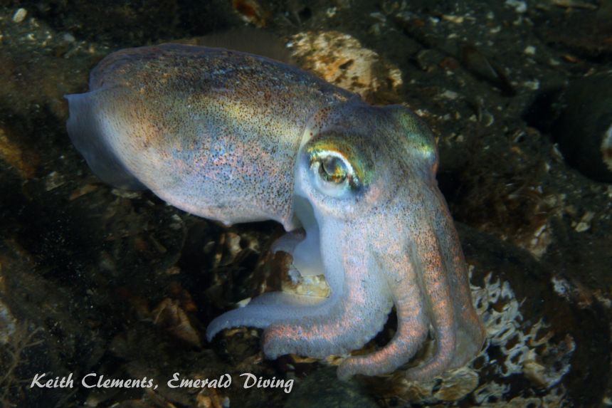 Stubby Squid, Three Tree Point, Puget Sound WA