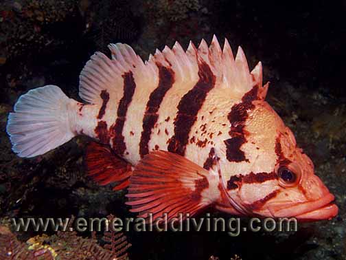 Tiger Rockfish
