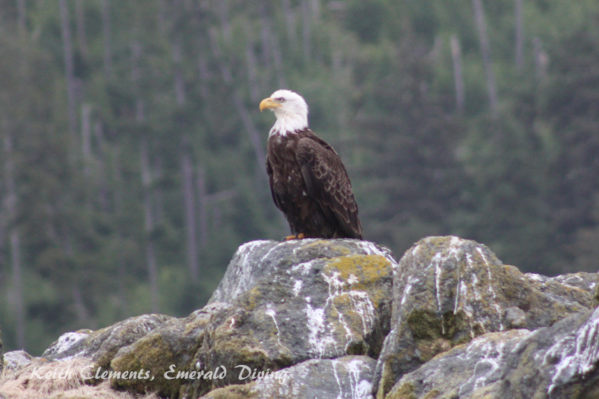 Bald Eagle, Neah Bay, Cape Flattery WA