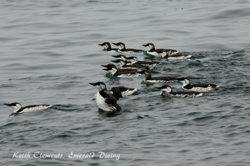 Common Murre, Tatoosh Island, Cape Flattery WA