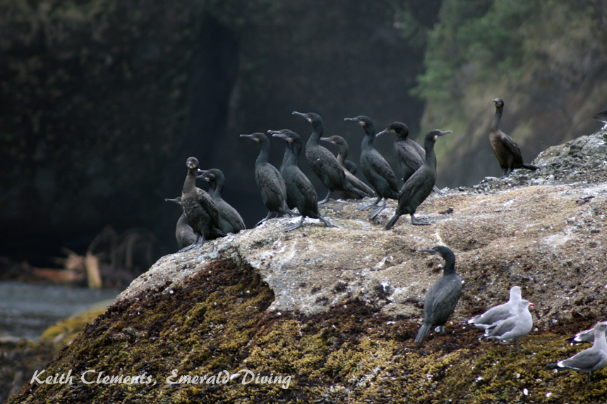 Cormorants, Mushroom Rock, Cape Flattery WA