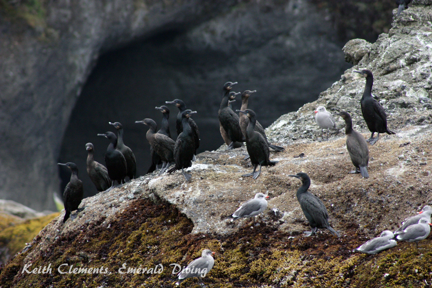 Cormorants, Mushroom Rock, Cape Flattery WA