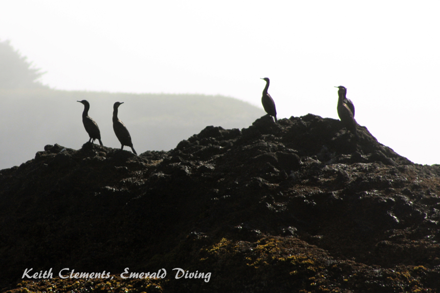 Cormorants, Tatoosh Island, Cape Flattery WA