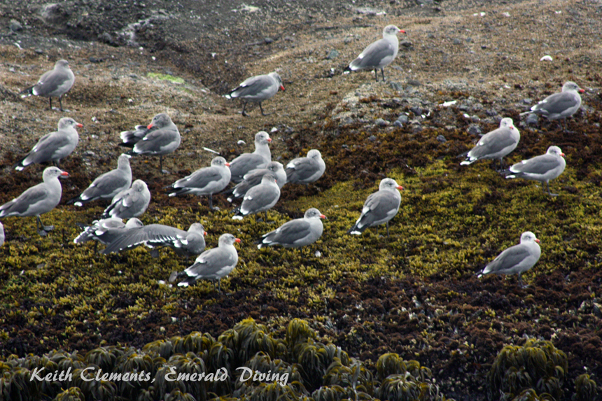 Gulls, Mushroom Rock, Cape Flattery WA