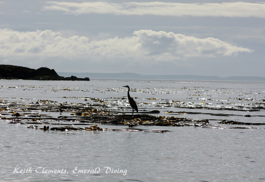 Blue Herron, Long Island, San Juan Islands WA