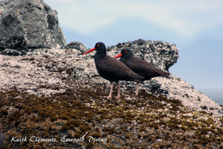 Oyster Caatchers, Tatoosh Island, Cape Flattery WA