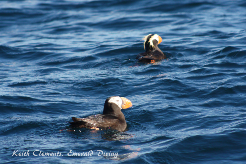 Tufted Puffin, Duncan Rock, Cape Flattery WA