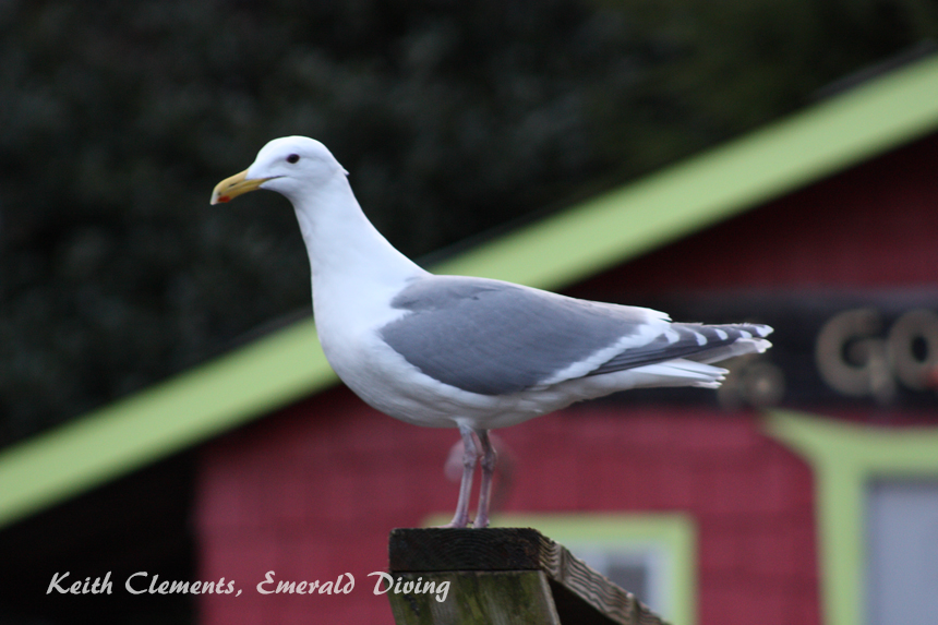 Seagull, God's Pocket Resort, Hurst Island BC