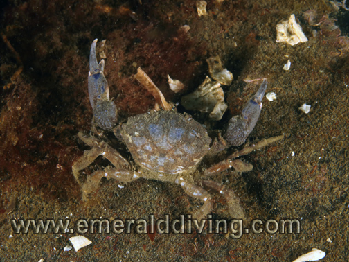Black Claw Crab