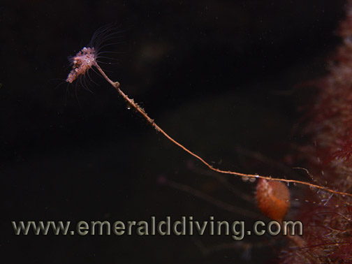 Giant Pink-Mouthed Hydroid