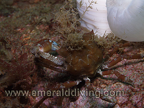 Graceful Kelp Crab