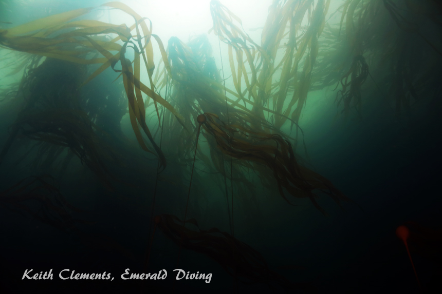 Bull Kelp, Tatoosh Island, Cape Flattery WAjpg