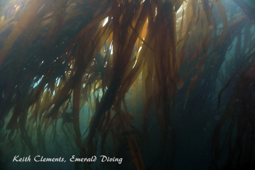 Bull Kelp, Tatoosh Island, Cape Flattery WAjpg