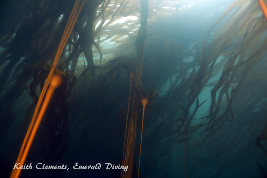 Bull Kelp, Tatoosh Island, Cape Flattery WAjpg