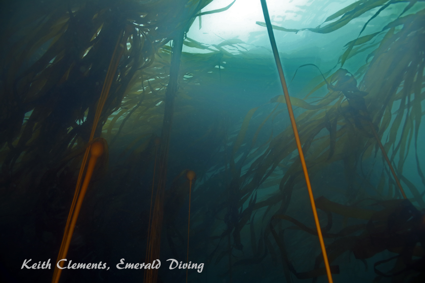 Bull Kelp, Tatoosh Island, Cape Flattery WAjpg