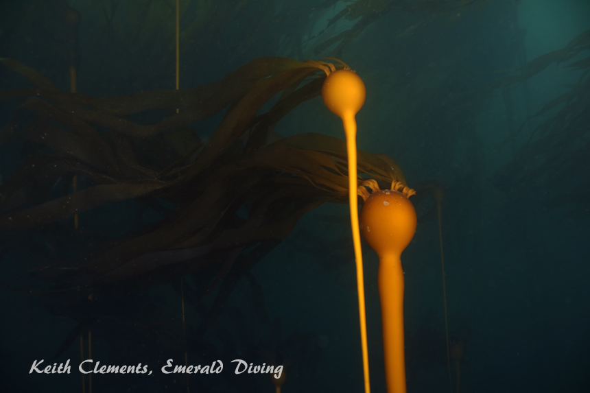 Bull Kelp, Tatoosh Island, Cape Flattery WAjpg