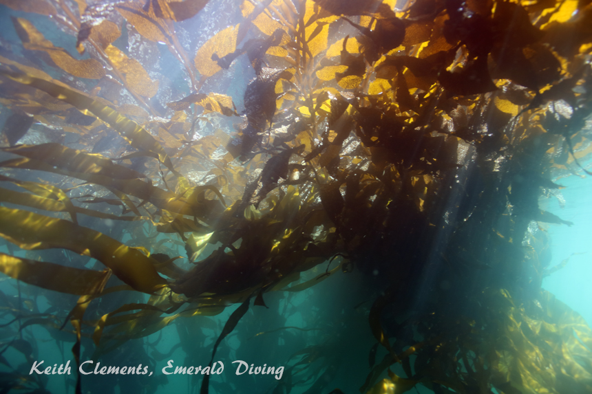 Great Northern Kelp, Third Beach Pinnacle, Cape Flattery WA