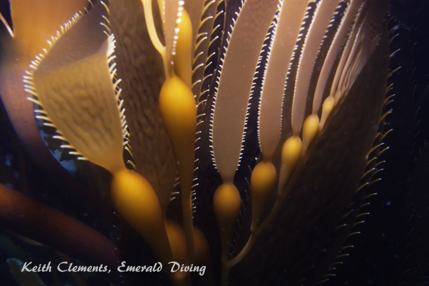 Great Northern Kelp, Third Beach Pinnacle, Cape Flattery WA