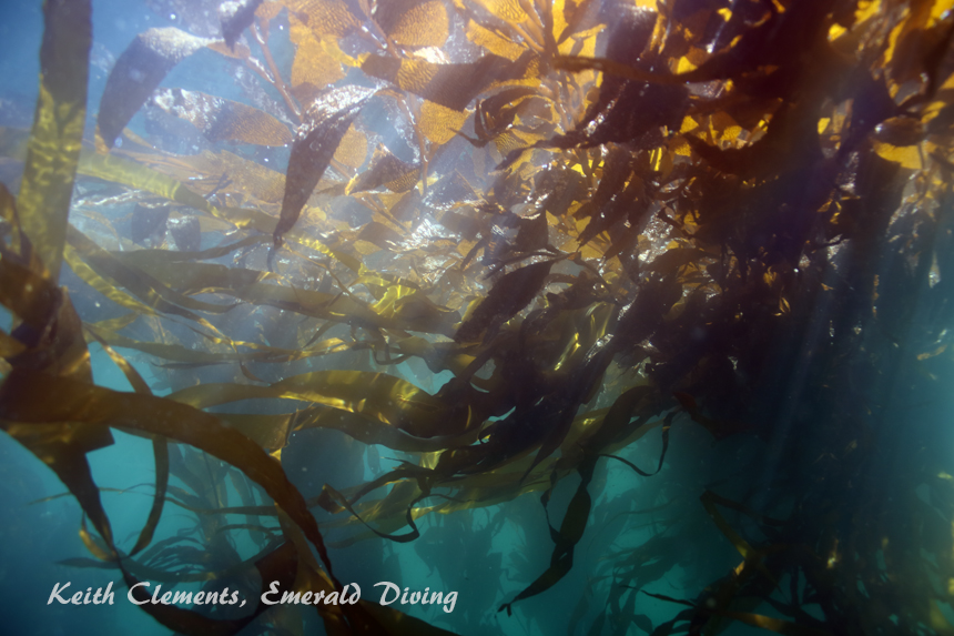 Great Northern Kelp, Third Beach Pinnacle, Cape Flattery WA