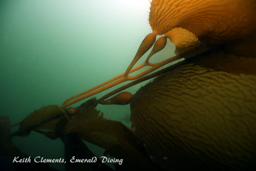 Great Northern Kelp, Barkley Sound BC