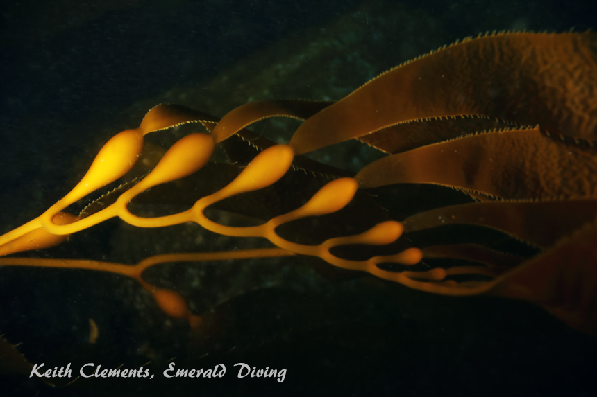 Great Northern Kelp, Barkley Sound BC