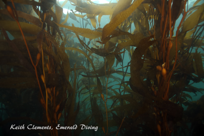 Great Northern Kelp, Hussar Point, Browning Pass BC
