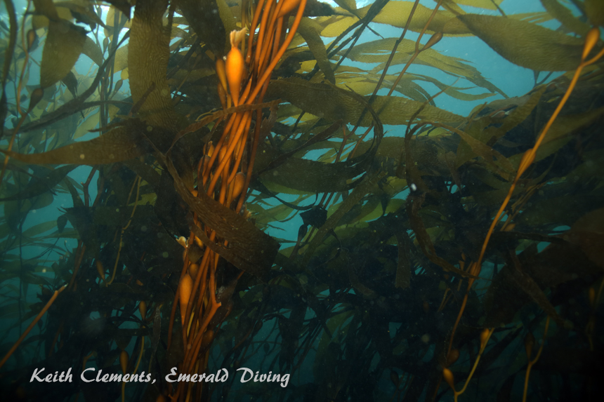 Great Northern Kelp, Hussar Point, Browning Pass BC
