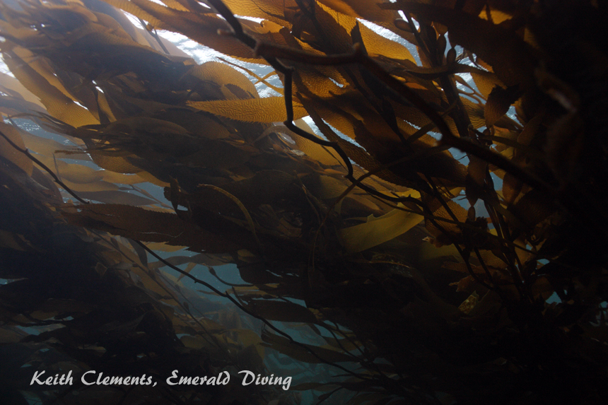 Great Northern Kelp, Ruth's Rocks, Browning Pass BC