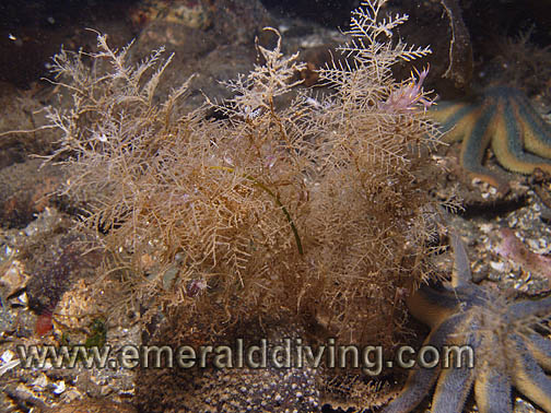 Loose Spiral Hydroid