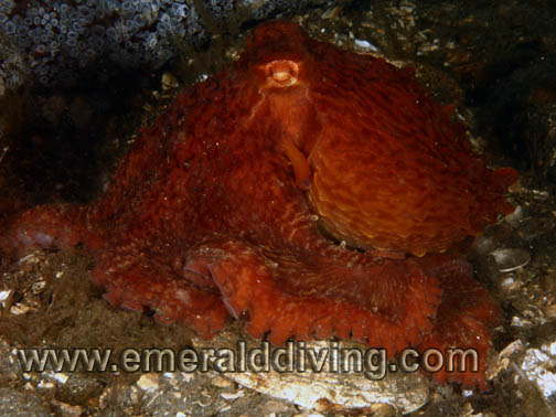 Red Octopus - Additional Imagery