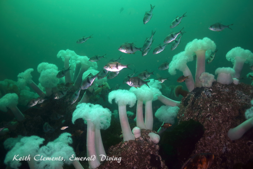 Pile Perch, KVI Tower Reef, Puget Sound WA