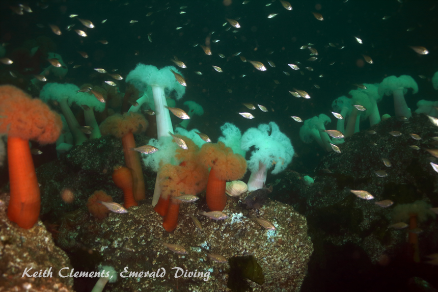 Shiner Perch, KVI Tower Reef, Puget Sound WA