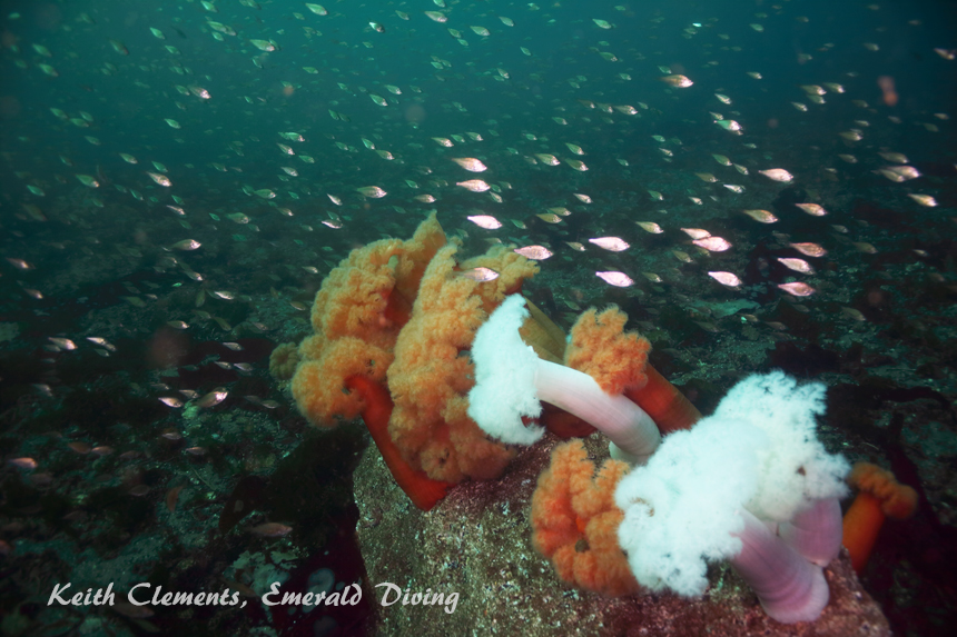 Shiner Perch, KVI Tower Reef, Puget Sound WA